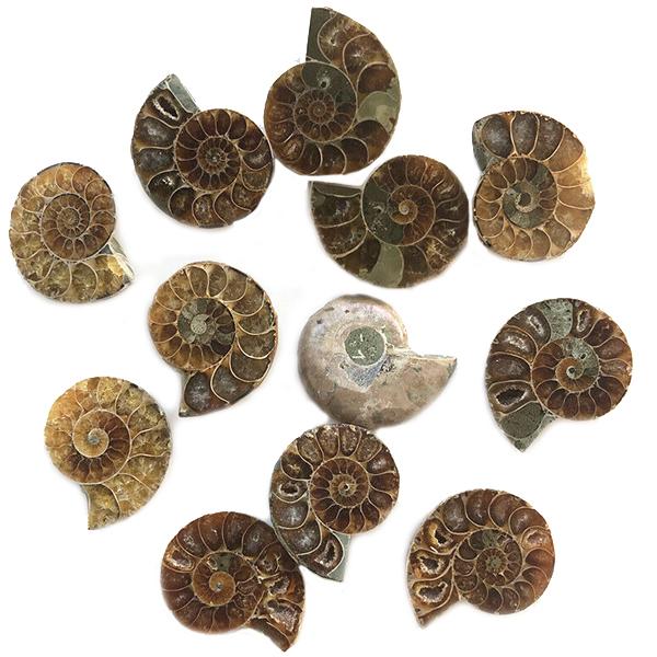 Ammonite Fossil Speciman, Fossilized Coral, and other Fossil Specimens